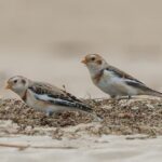 Snow Buntings