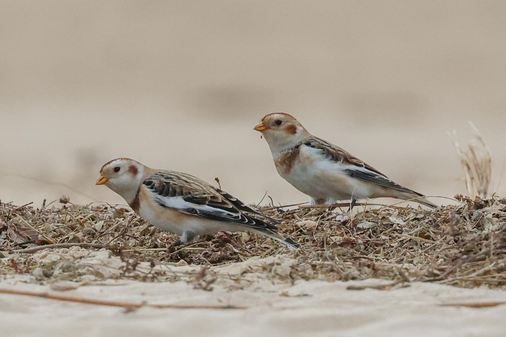 Snow Buntings