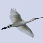 Spoonbill