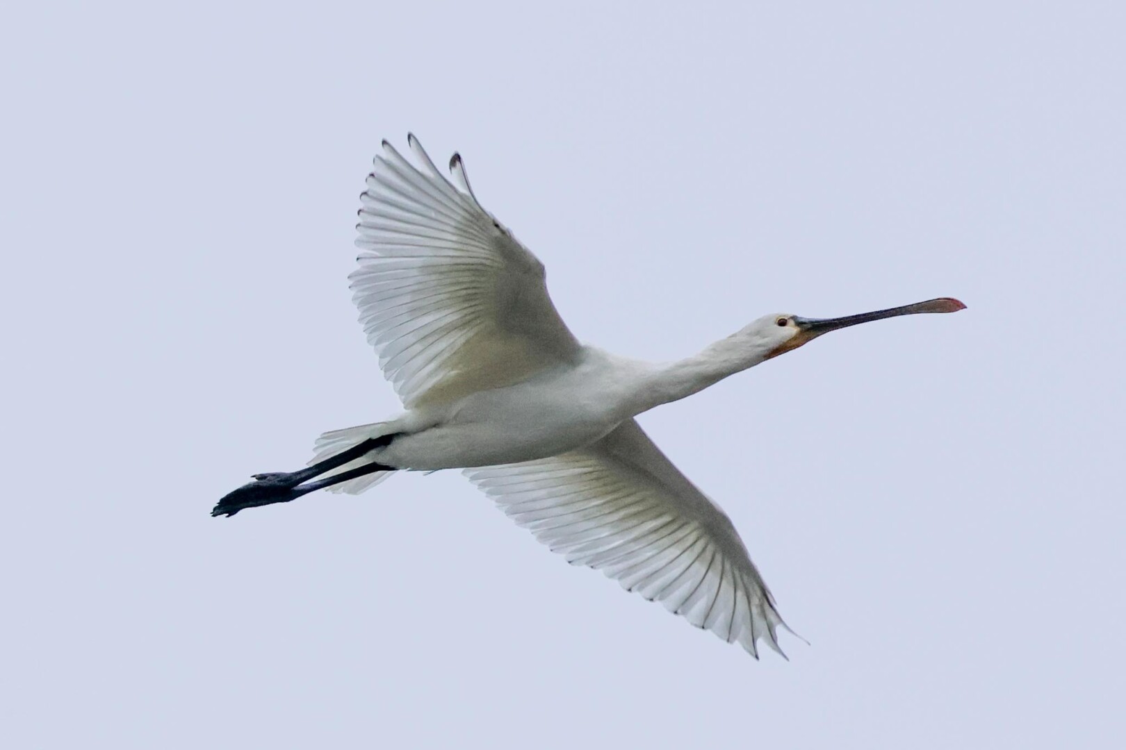 Spoonbill