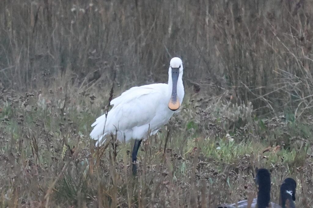 Spoonbill