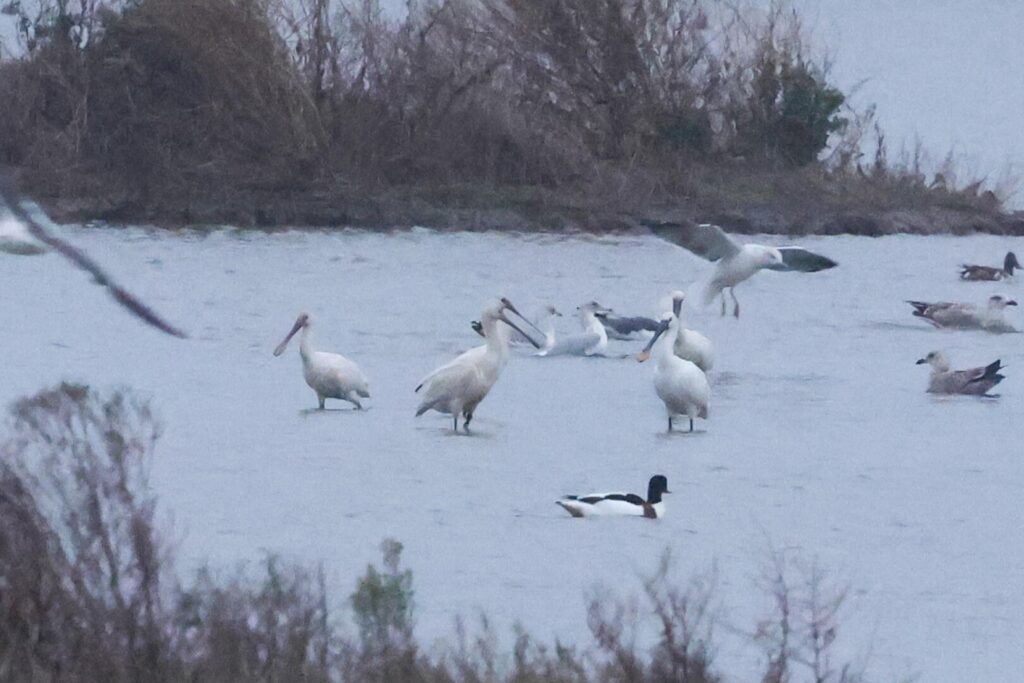 Spoonbills