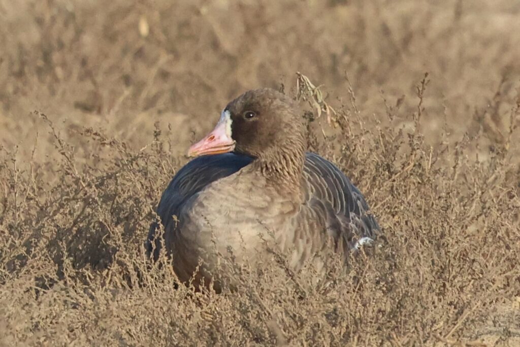 White-fronted Goose