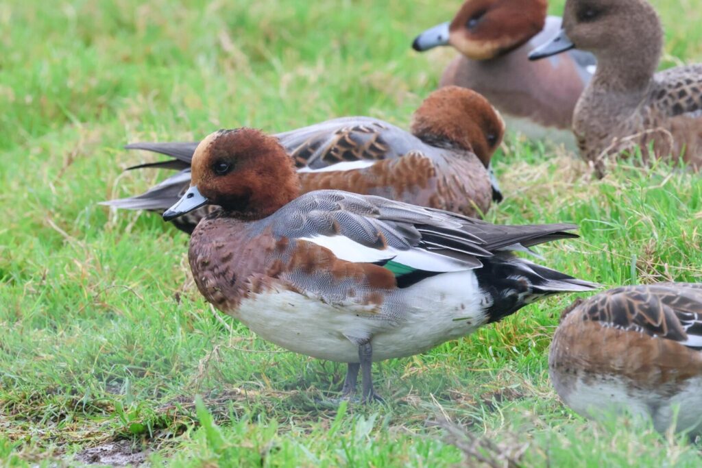 Wigeon