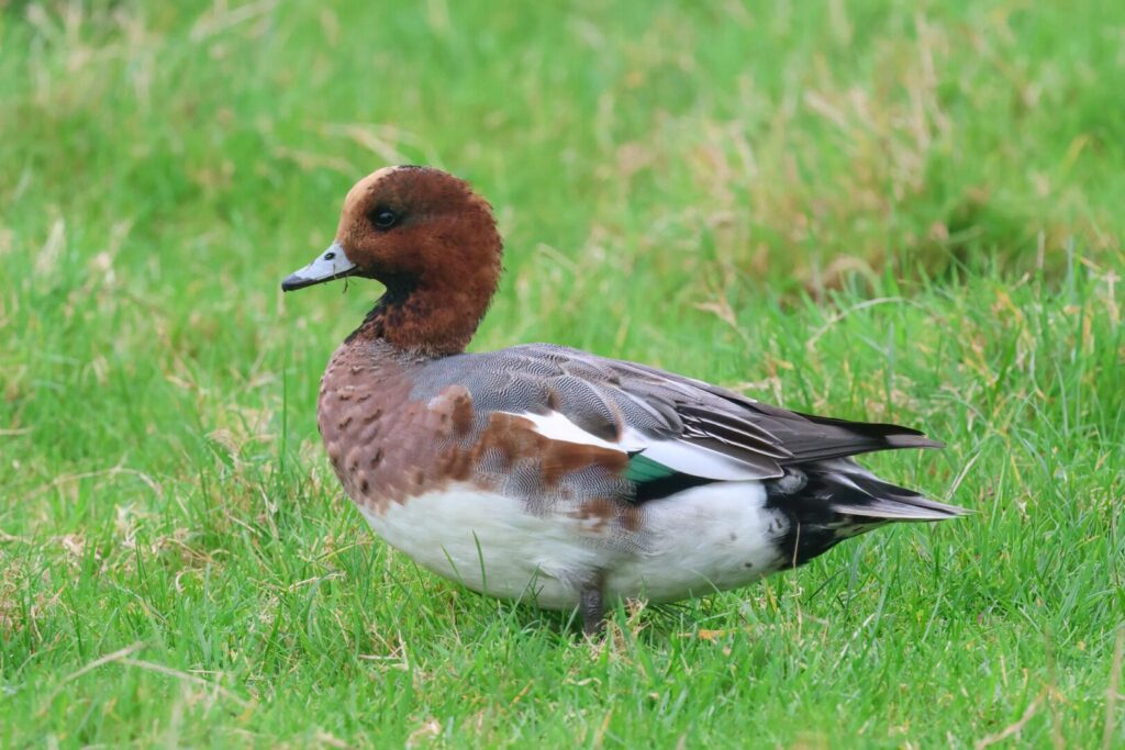 Wigeon