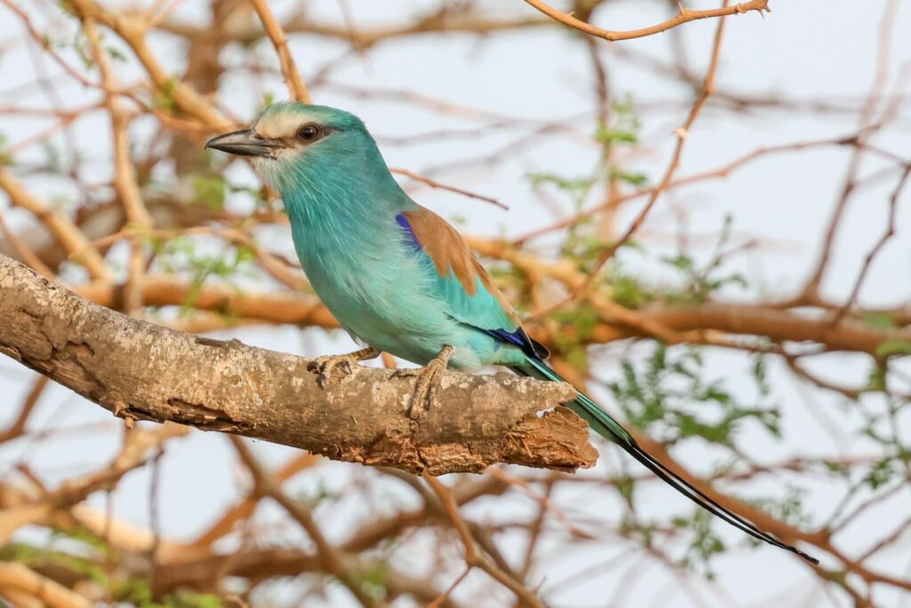 Abyssinian Roller