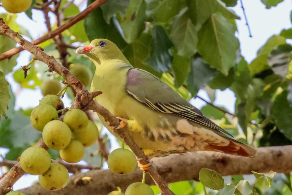 African Green Pigeon