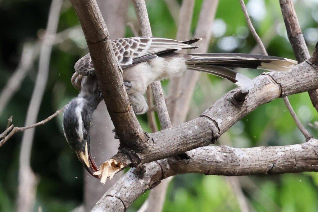 African Grey Hornbill