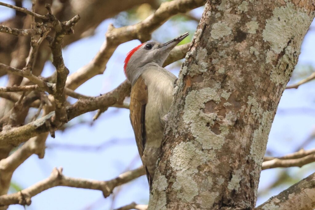 African Grey Woodpecker