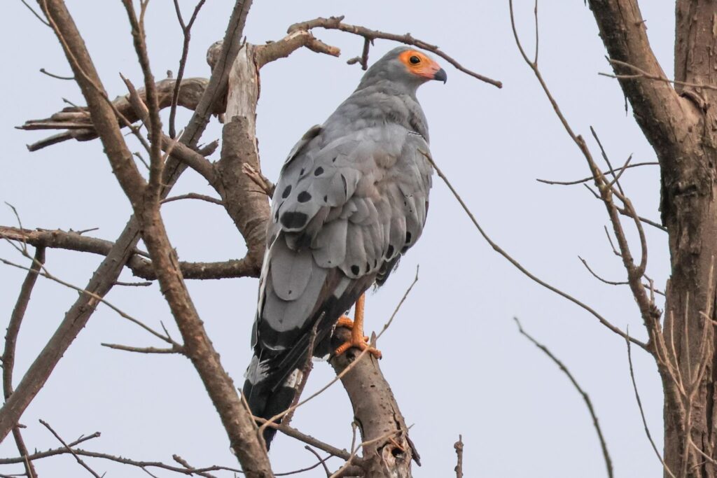 African Harrier-Hawk