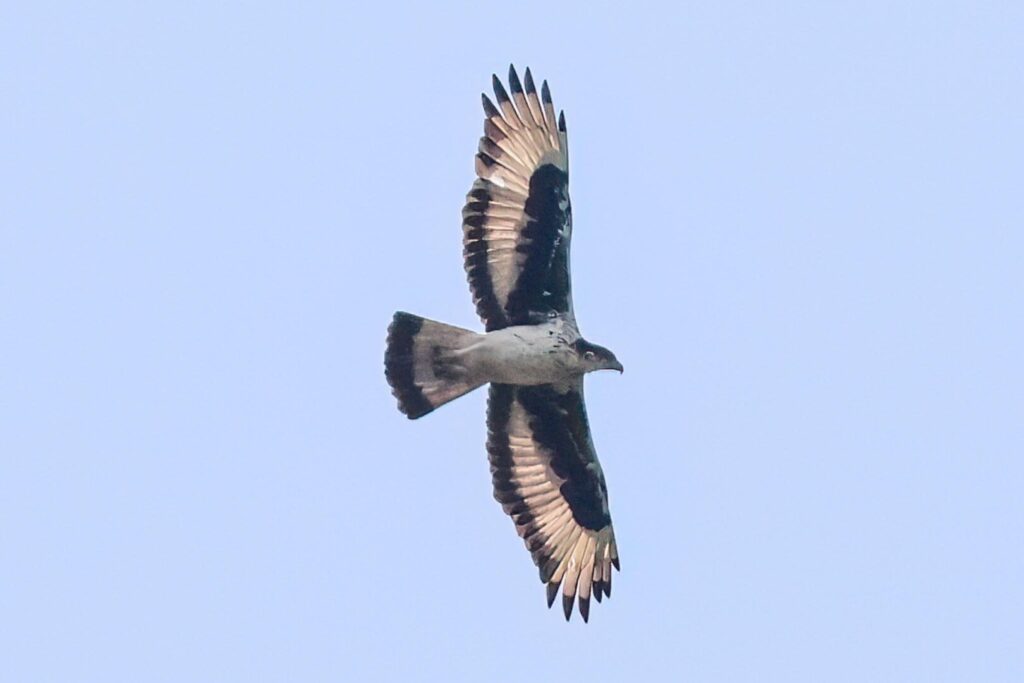 African Hawk-Eagle