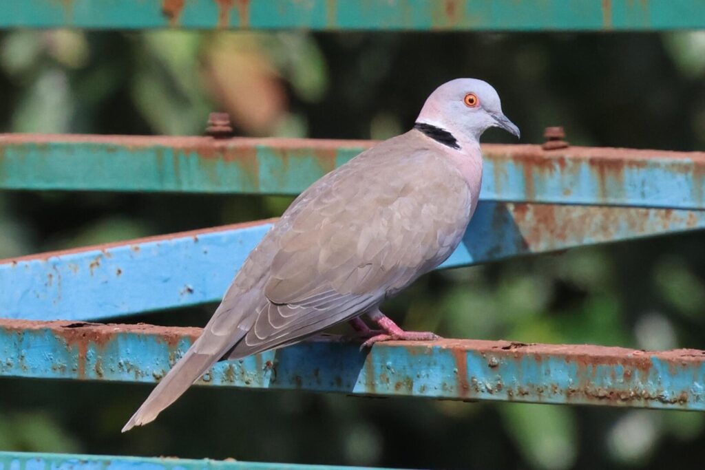 African Mourning Dove