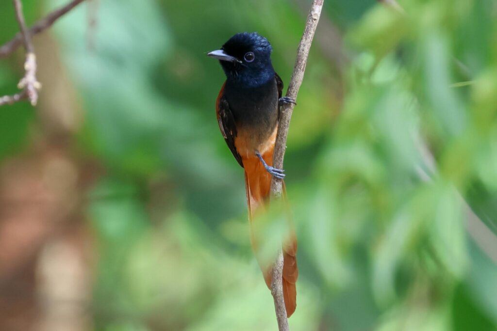 African Paradise-Flycatcher