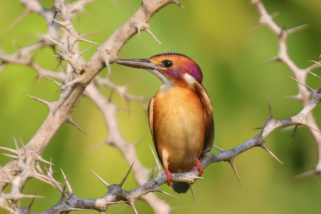 African Pygmy Kingfisher