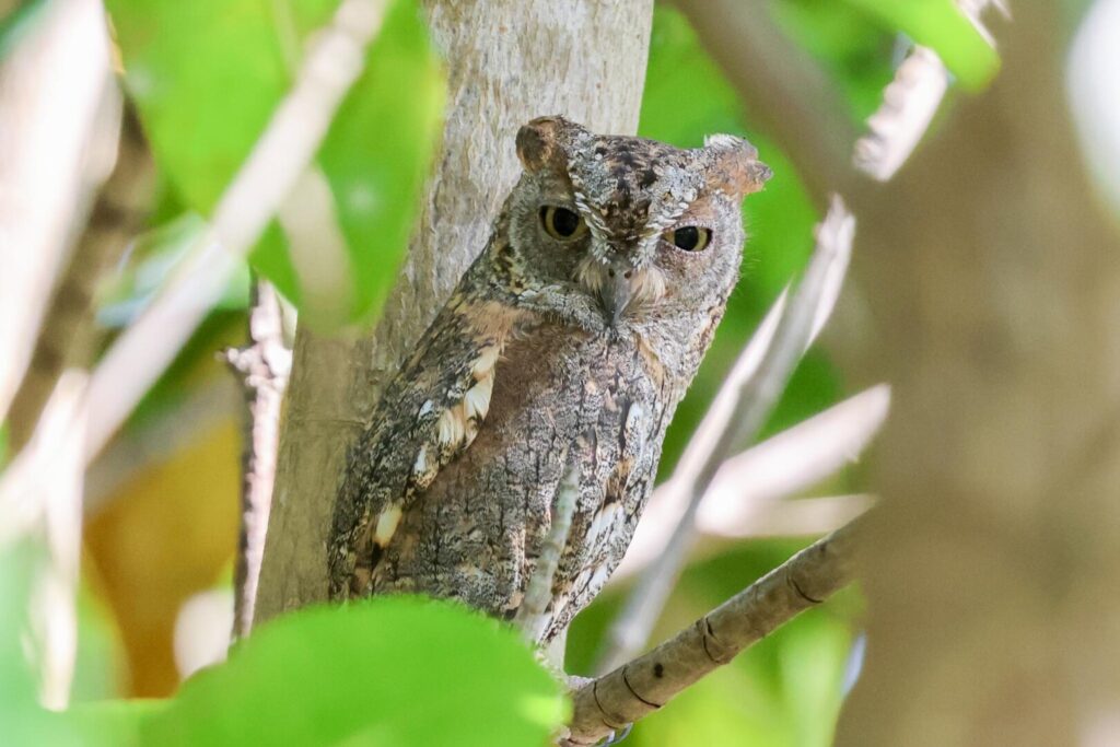 African Scops Owl