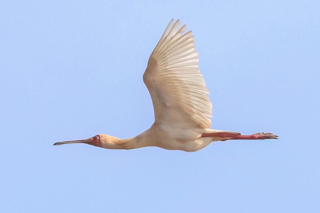 African Spoonbill