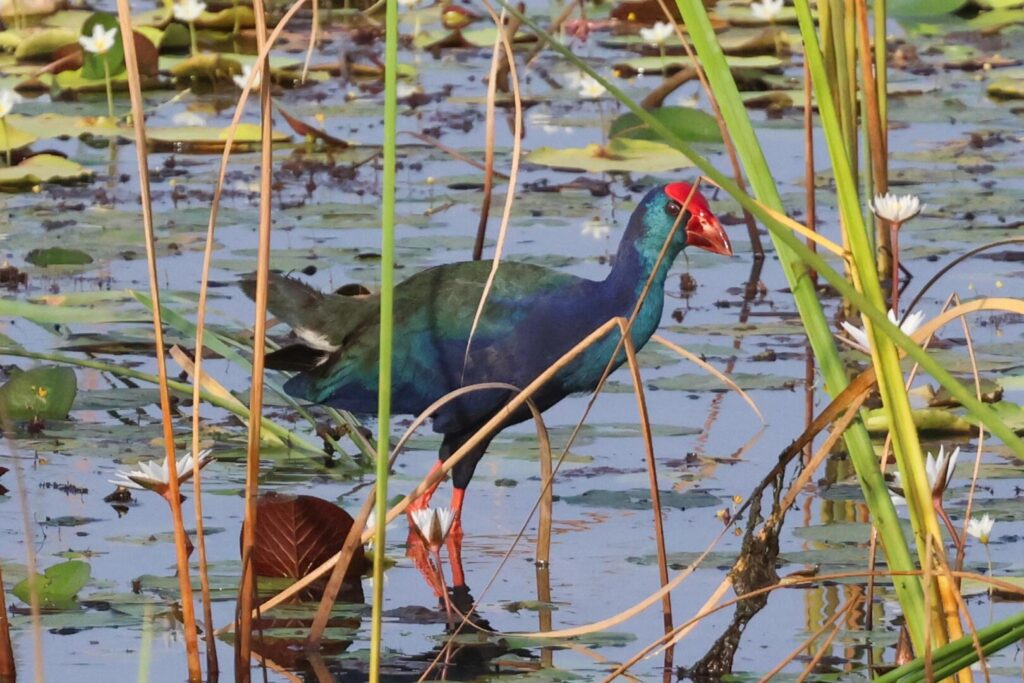 African Swamphen