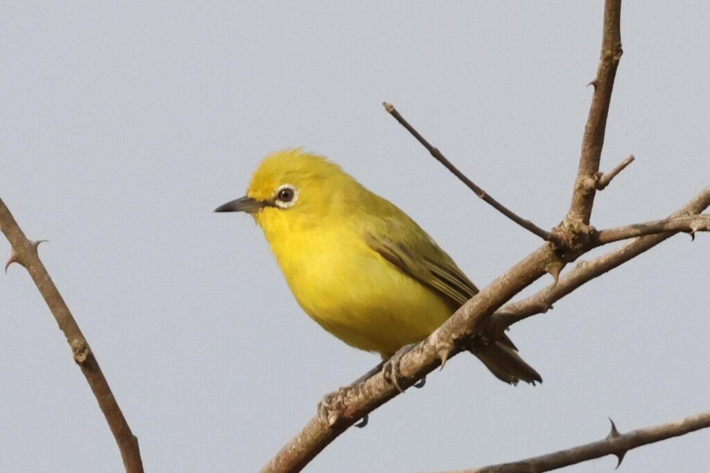 African Yellow White-eye