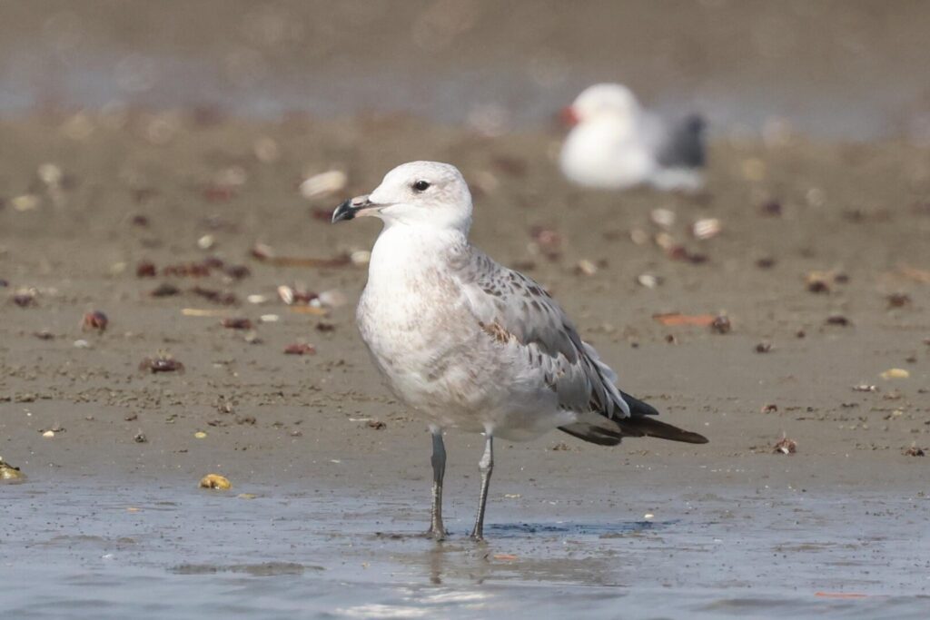 Audouin's Gull