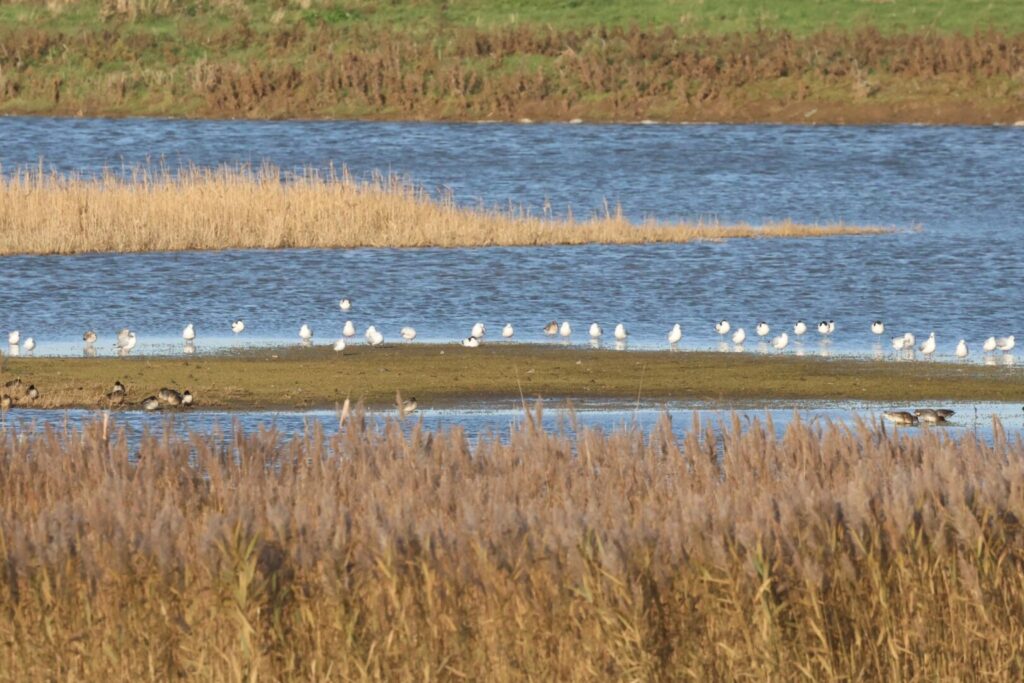 Avocets & Ruff