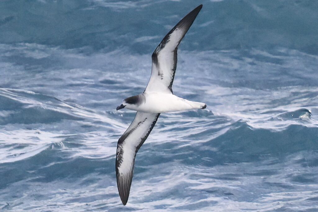 Barau's Petrel