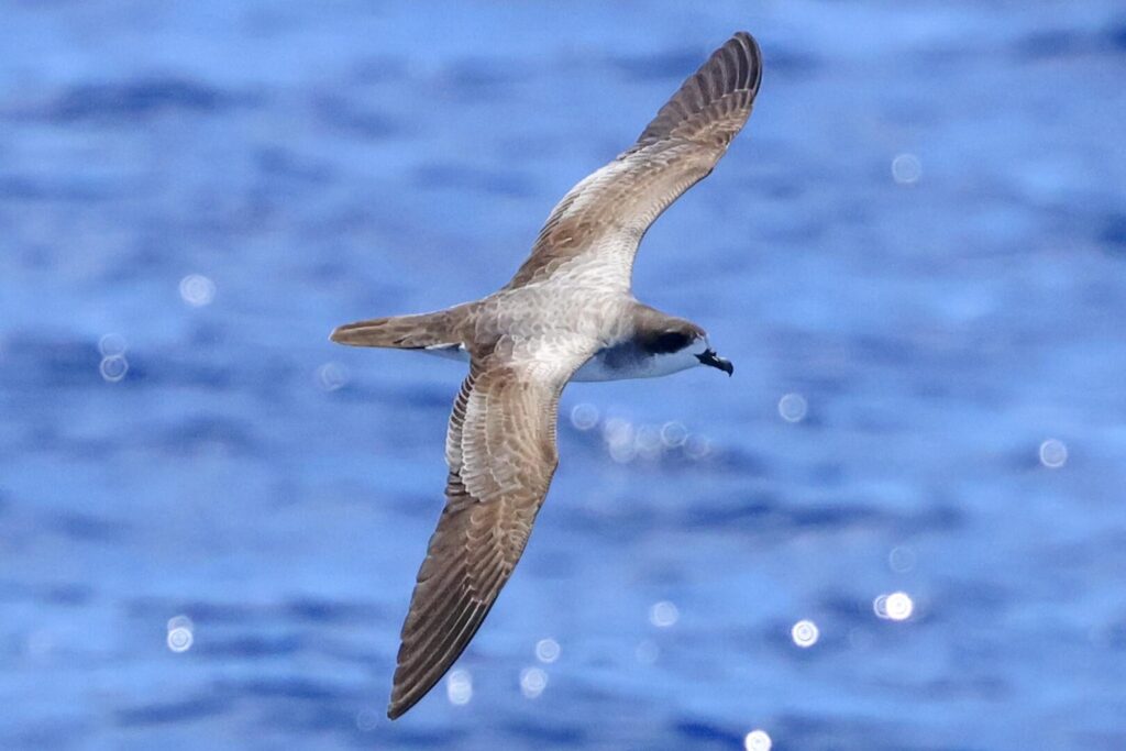 Barau's Petrel