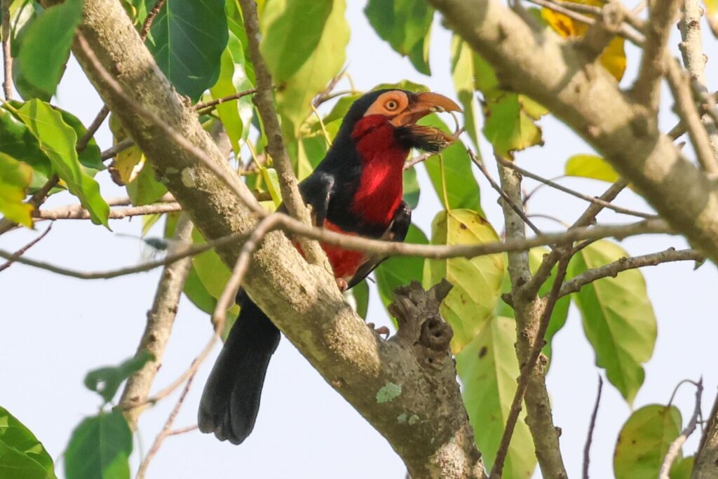 Bearded Barbet