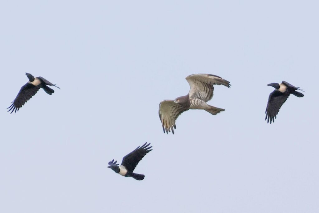 Beaudouin's Snake-Eagle