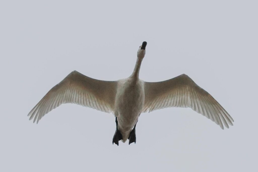 Bewick's Swan