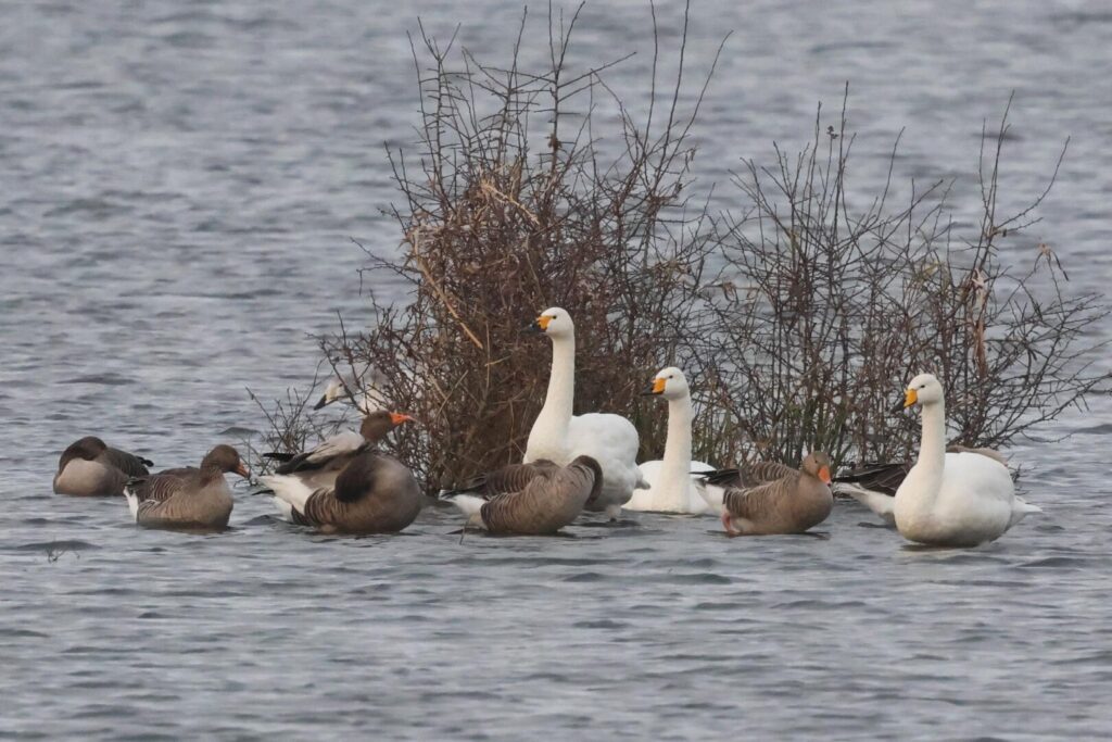 Bewick's Swan