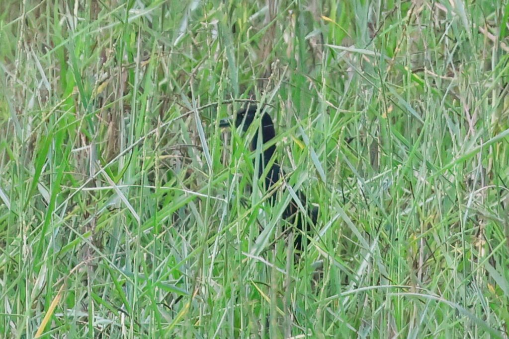 Black Crake