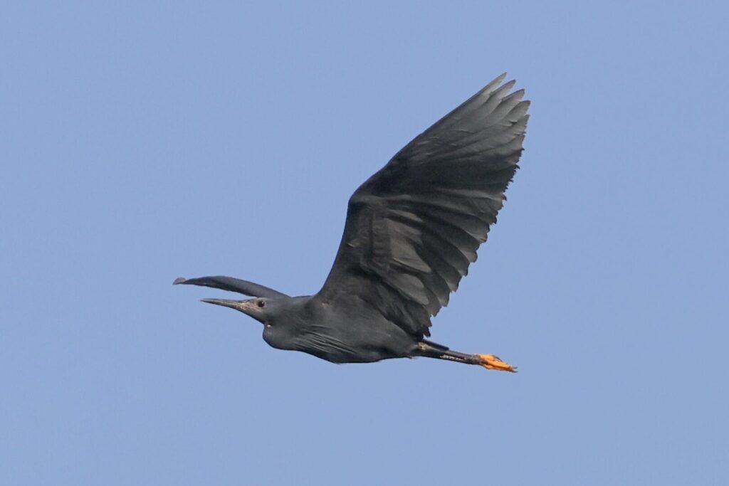 Black Heron