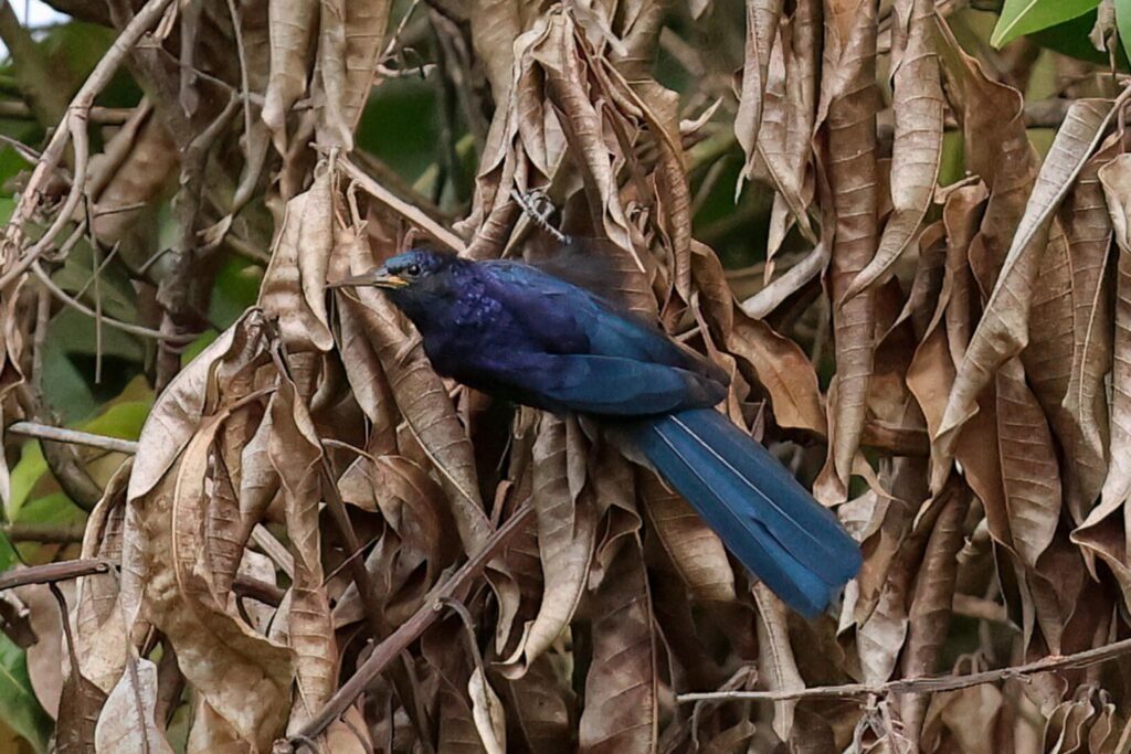 Black Scimitarbill