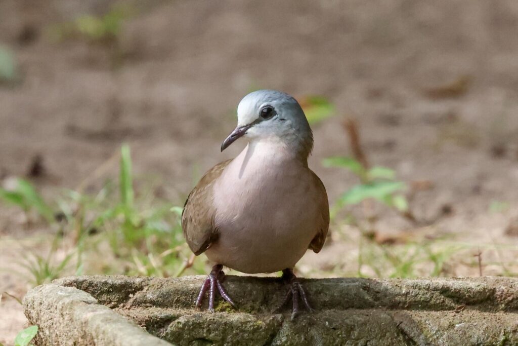 Black-billed Wood-Dove