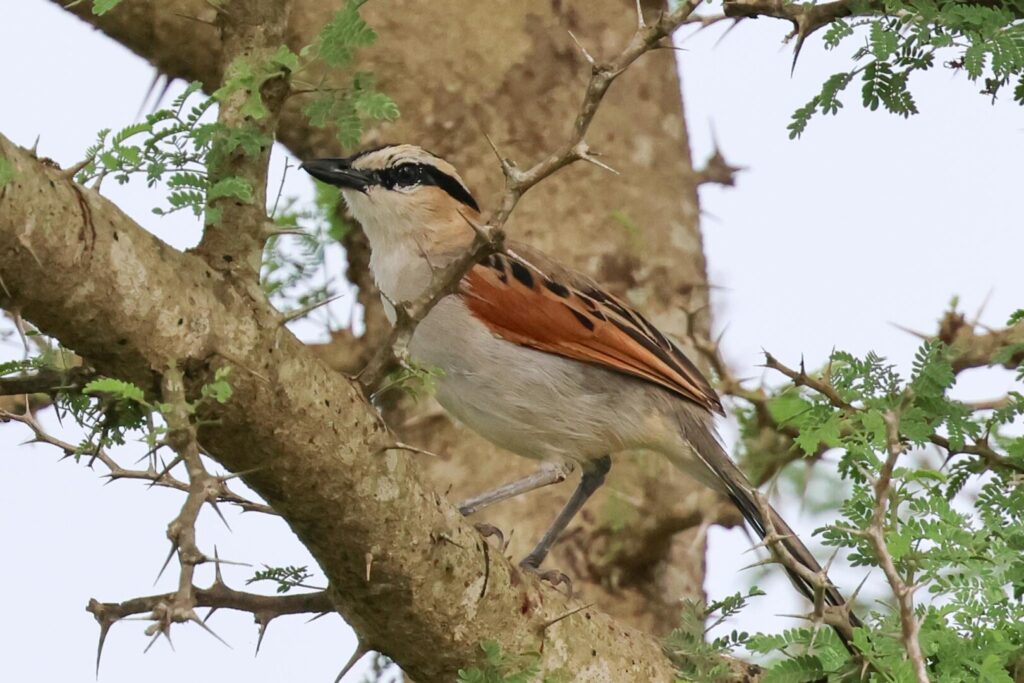 Black-crowned Tchagra