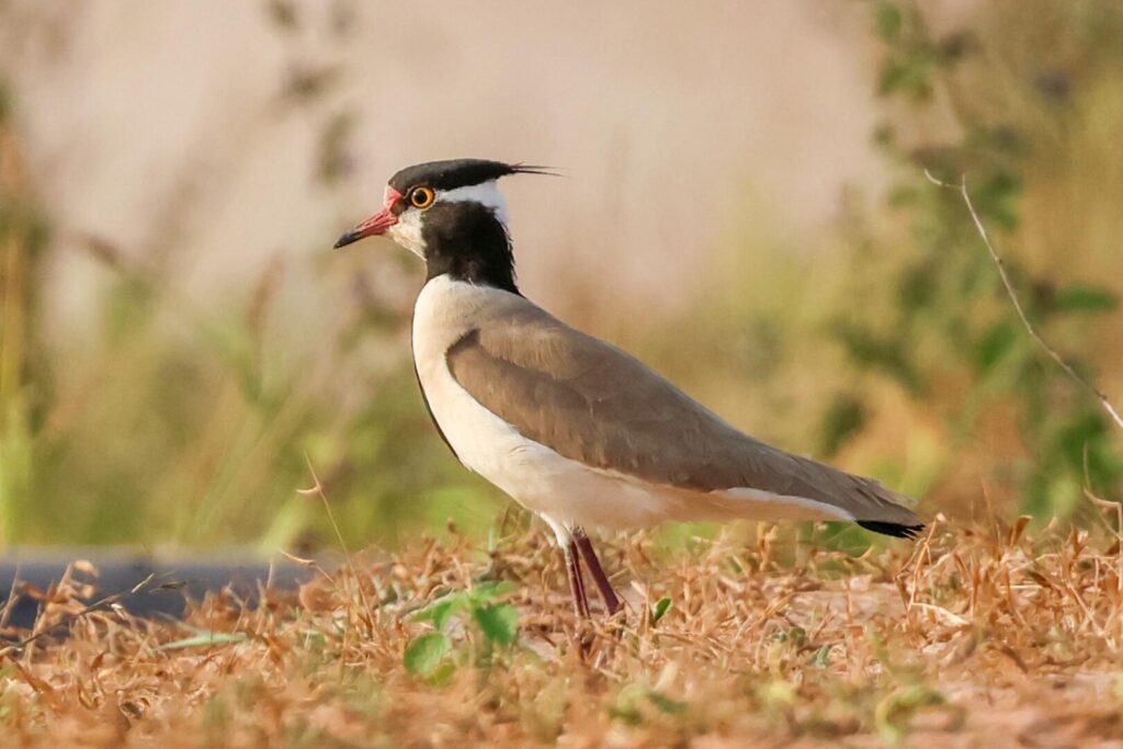 Black-headed Lapwing