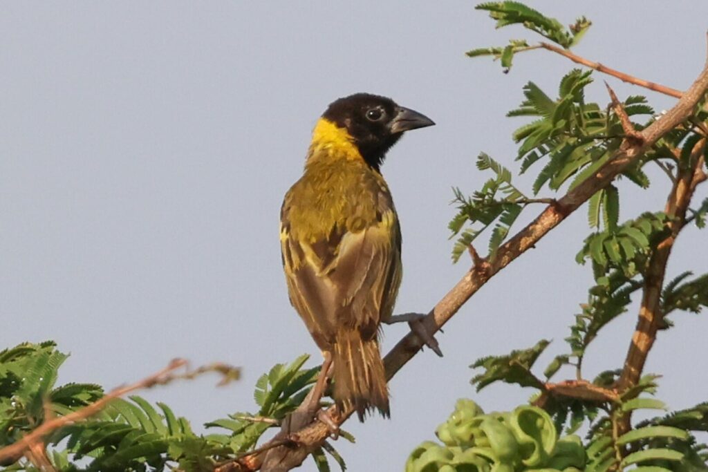 Black-headed Weaver