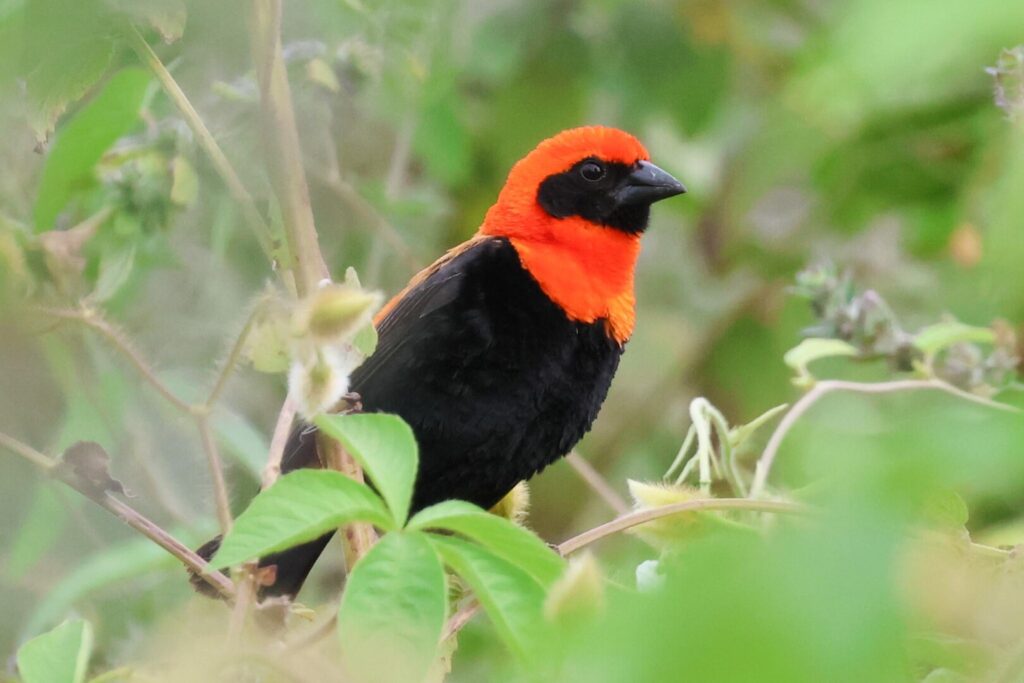 Black-winged Bishop