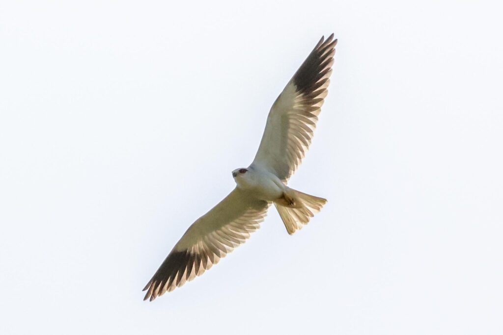 Black-winged Kite