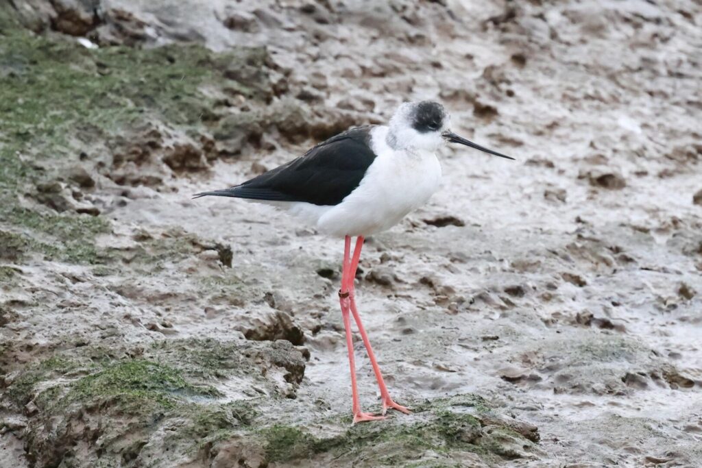 Black-winged Stilt