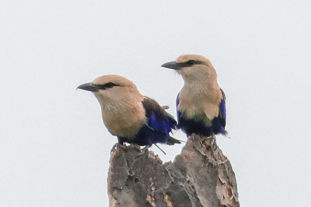 Blue-bellied Rollers