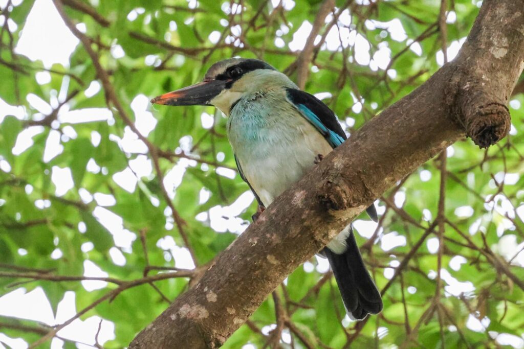 Blue-breasted Kingfisher