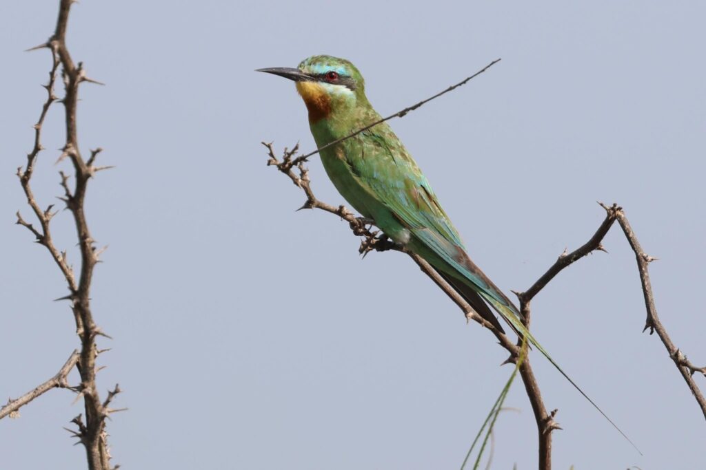 Blue-cheeked Bee-eater