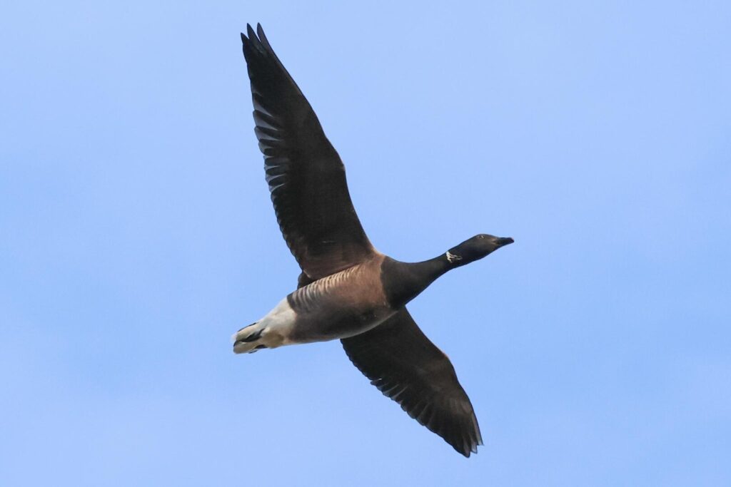 Brent Goose