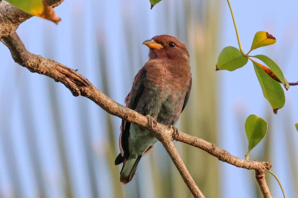 Broad-billed Roller