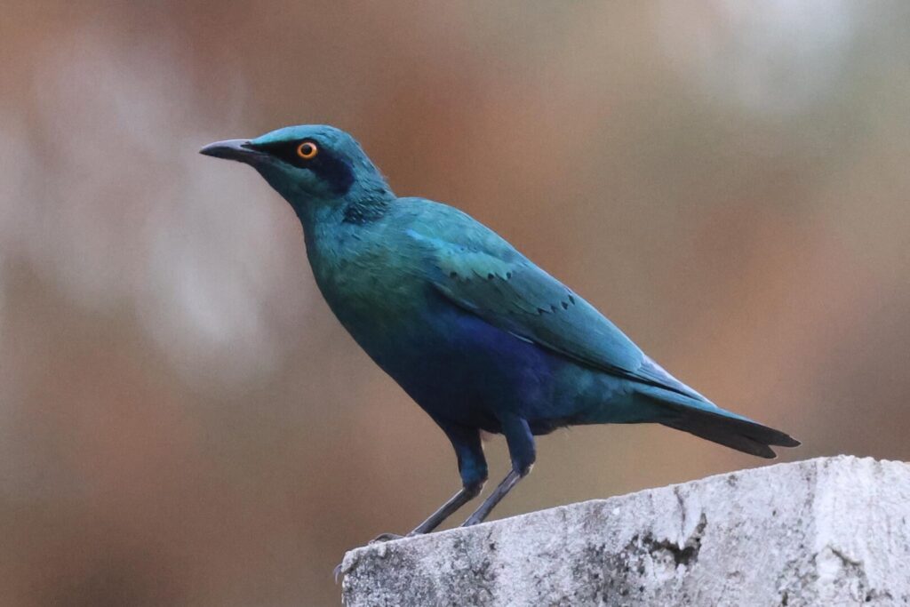 Bronze-tailed Starling