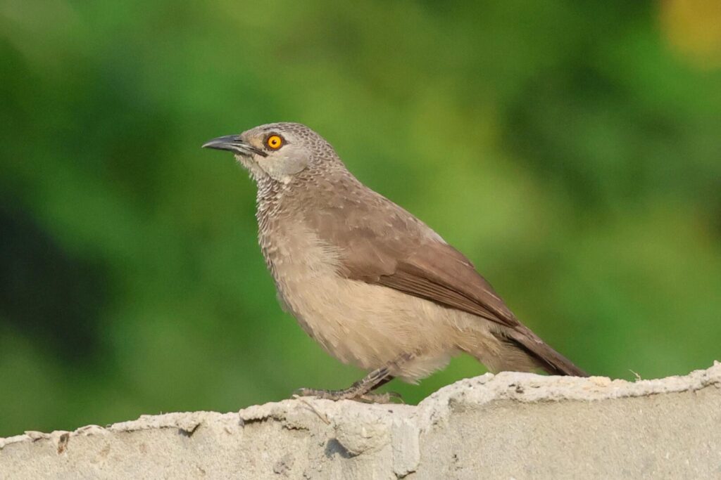 Brown Babbler