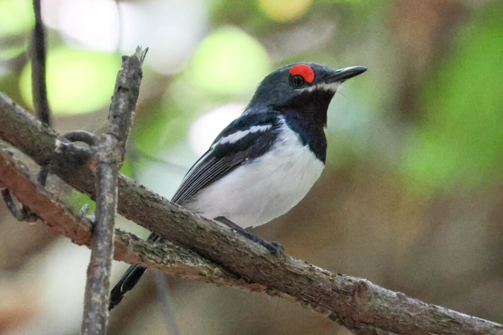 Brown-throated Wattle-eye