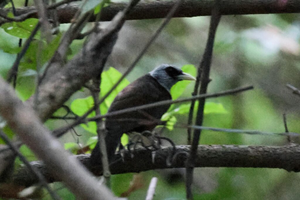 Capuchin Babbler