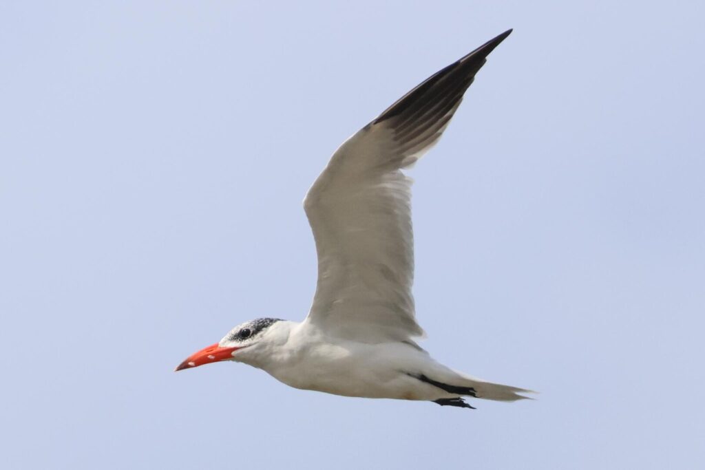 Caspian Tern